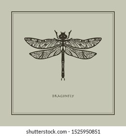 Dragonfly on beige background in realistic style. Drawn. Perfect for printing, interior, poster, brand, wall painting, printing on clothes, furniture items. Vector illustration.