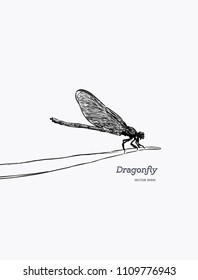 dragonfly on leaf. Insects vector illustration. hand drawn sketch vector.