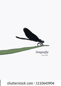dragonfly on leaf. Insects vector illustration. hand drawn sketch vector.