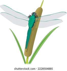 Dragonfly on Pussy Willow Vector Illustration