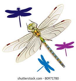 Similar Images, Stock Photos & Vectors of Dragonfly on a white