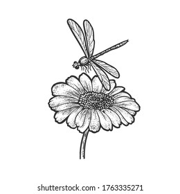 dragonfly over daisy flower sketch engraving vector illustration. T-shirt apparel print design. Scratch board imitation. Black and white hand drawn image.