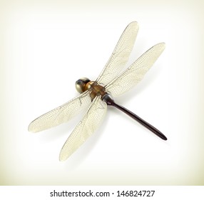 Dragonfly, realistic vector