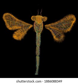 dragonfly the result of imagination 2 January 2021