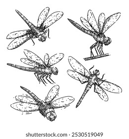 Libellenset handgezeichnet. Flügel Flug, Naturteich, Raubtier aquatische Libelle Vektorskizze. einzelne schwarze Illustration