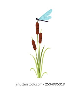 Dragonfly sits on a reed. A swamp, river or lake plant. Insect. Flat illustration on a white background.