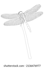 Dragonfly sitting on a stick. Vector illustration