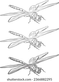Dragonfly sketch, black and white line drawing, vector