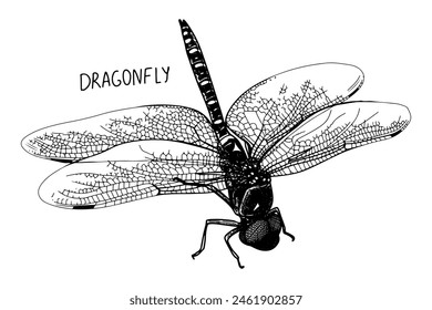 Dragonfly sketch. Flying insect. Natural fauna. Hand drawn vector line illustration.