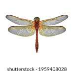 Dragonfly from a splash of watercolor, colored drawing, realistic. Vector illustration of paints
