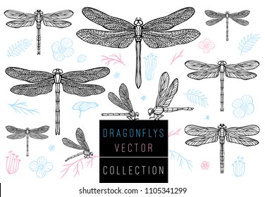 Dragonfly spring set sketch style collection insert wings emblem symbols dragonflies leaves floral flowers palm leaves branches pink blue delicate tattoo Hand drawn vector color illustration