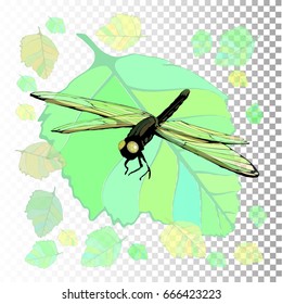 dragonfly. Symbol of summer. Illustration on isolated background. Vector for your design. Decoration for invitations, frames, sites ...