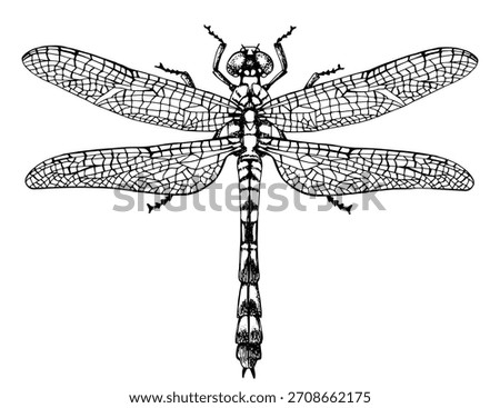 Dragonfly top view vector illustration