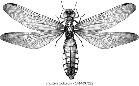 dragonfly top view with wings, sketch vector graphics monochrome illustration on white background