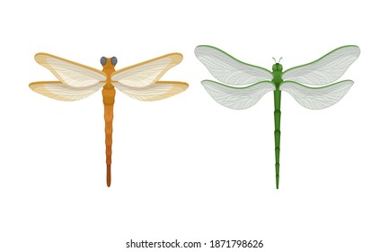 Dragonfly with Two Pairs of Strong, Transparent Wings Vector Set