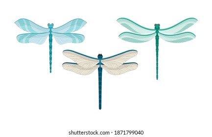 Dragonfly with Two Pairs of Strong, Transparent Wings Vector Set