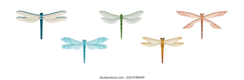 Dragonfly with Two Pairs of Strong, Transparent Wings Vector Set