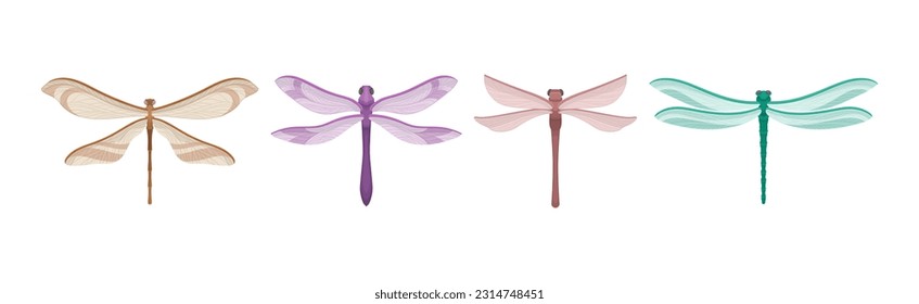 Dragonfly with Two Pairs of Strong, Transparent Wings Vector Set