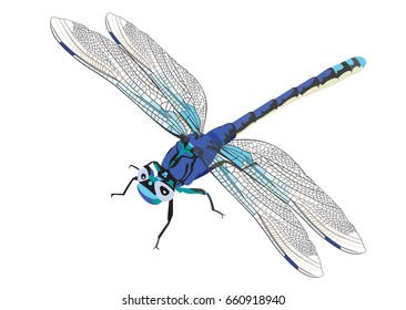 dragonfly vector