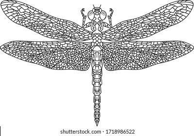 Dragonfly Vector Animal Outline Style Illustration Stock Vector ...