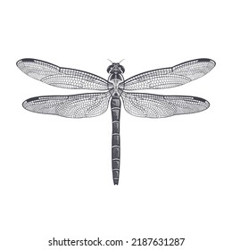 Dragonfly. Vector black and white illustration of insects. Vintage engraving. Flying Adder isolated on White Background.