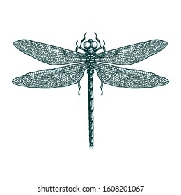 Dragonfly Illustration Engraving Drawing Ink Vector Stock Vector ...