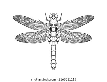 Dragonfly. Vector illustration in graphic style isolated on white background.