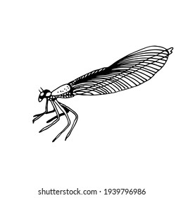 Dragonfly vector illustration, hand drawn insect isolated on white background