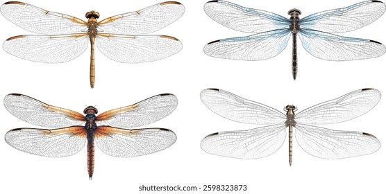 Dragonfly Vector Illustration: Set of Four on White Background.