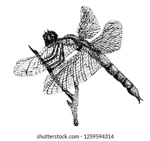 Zentangle Stylized Dragonfly Ethnic Patterned Vector Stock Vector ...