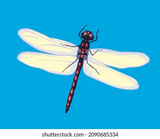 Dragonfly, vector image of dragonflies, flying dragonflies, vector illustration for use in logos, signs, trademarks, for design and advertising, coloring pages, realistic image