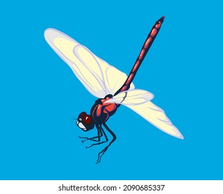 Dragonfly, vector image of dragonflies, flying dragonflies, vector illustration for use in logos, signs, trademarks, for design and advertising, coloring pages, realistic image
