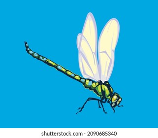 Dragonfly, vector image of dragonflies, flying dragonflies, vector illustration for use in logos, signs, trademarks, for design and advertising, coloring pages, realistic image