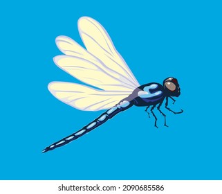 Dragonfly, vector image of dragonflies, flying dragonflies, vector illustration for use in logos, signs, trademarks, for design and advertising, coloring pages, realistic image