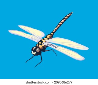 Dragonfly, vector image of dragonflies, flying dragonflies, vector illustration for use in logos, signs, trademarks, for design and advertising, coloring pages, realistic image