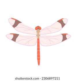 Dragonfly vector isolated color illustration