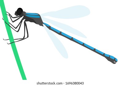 Dragonfly vector, isolated on a white background. The silhouette of the insect dragonfly stock illustration