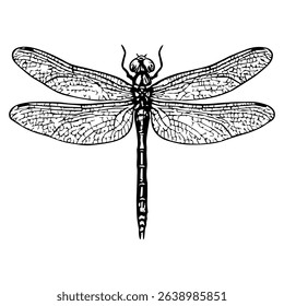 dragonfly vector realistic line icon on white background
Vector line icon animal, wildlife