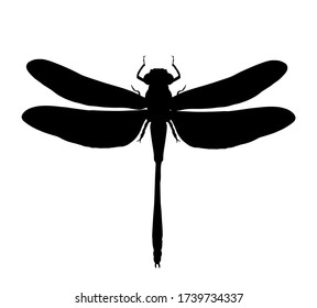 Dragonfly vector silhouette illustration isolated on white background. Insect animal symbol. 