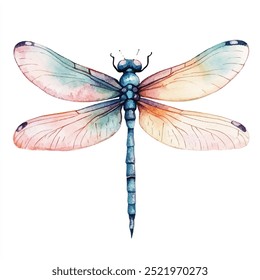 Dragonfly watercolor clipart isolated white background 