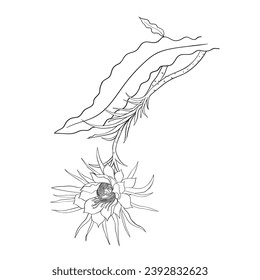 Dragonfruit flower, cactus bloomed. Pitahaya bud lineart.