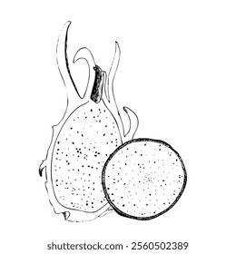 Composición de Vector gráfico de Dragonfruit aislado sobre fondo blanco. Arte blanco y negro dibujado a mano de alta calidad para el diseño de artículos de cocina, paquetes, menú del restaurante, perfume, etiqueta, logotipo y decoración.