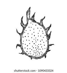 Dragonfruit. Hand drawn fruit isolated on white. Can be used for vegan products, brochures, banner, restaurant menu, farmers market and organic food store