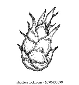 Dragonfruit. Hand drawn fruit isolated on white. Can be used for vegan products, brochures, banner, restaurant menu, farmers market and organic food store