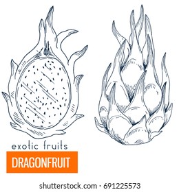 Dragonfruit. Hand Drawn Vector Illustration, Vintage Engraving Style