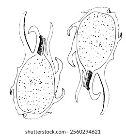 Patrón inconsútil del Vector gráfico de la tinta de la fruta del dragón aislado en el fondo blanco. Arte blanco y negro dibujado a mano de alta calidad para el diseño de alimentos, paquetes, menú de restaurante, anuncios de frutas, etiqueta, logotipo y decoración.