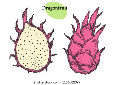 Dragonfruit set. Hand drawn tropical fruit  Can be used for vegan products, brochures, banner, restaurant menu, farmers market and organic food store