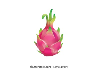 Dragonfruit Vector Illustration On White Background