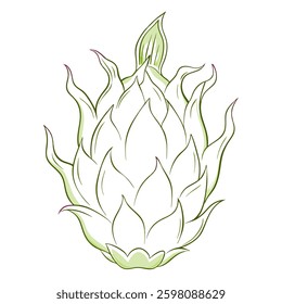 Dragonrfruit vector line art on white background