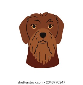 Drahthaar breed, dog head avatar. German wirehaired pointer, doggy face, canine portrait. Serious purebred hound, puppy muzzle. Flat graphic vector illustration isolated on white background